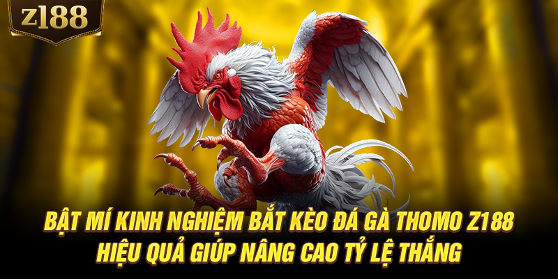 Bật mí kinh nghiệm bắt kèo đá gà Thomo Z188 hiệu quả giúp nâng cao tỷ lệ thắng