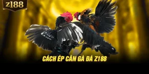 Cách ép cân gà đá Z188