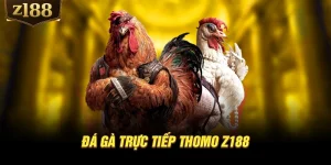 Đá gà trực tiếp Thomo Z188