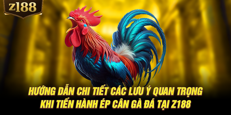 Hướng dẫn chi tiết các lưu ý quan trọng khi tiến hành ép cân gà đá tại Z188